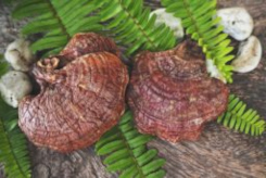 Warum der Reishi auch „Pilz des ewigen Lebens“ heißt