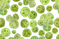 Algenöl: Edle Fettsäuren brauchen keinen Fisch