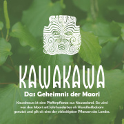 Kawakawa-Wundcreme, mit Kawakawa-Extrakt nach Maori-Art