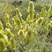 Griechischer Bergtee vom Olymp BIO – Sideritis – geschnitten | Neue Ernte
