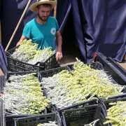 Griechischer Bergtee vom Olymp BIO – Sideritis – geschnitten | Neue Ernte