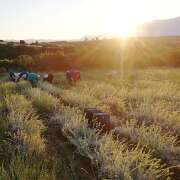 Griechischer Bergtee vom Olymp BIO – Sideritis – geschnitten | Neue Ernte