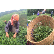 Premium Matcha-Tee aus Nordthailand, kontrollierter Anbau